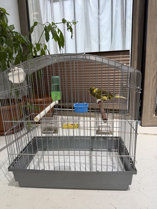 Kanareyka Nar sotiladi