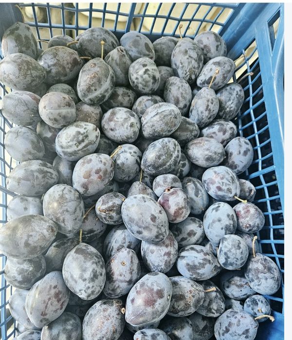 Vând prune pentru tuica