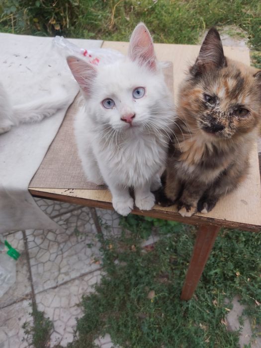 Отдам котят в хорошие руки.
