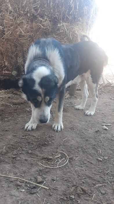 Чўпон кучуклар сотилади