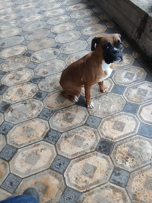 Боксёр немецкий.