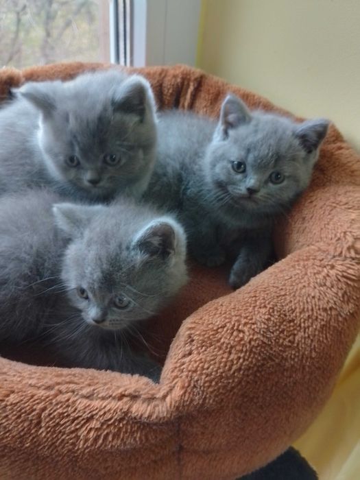 Британски принцеси