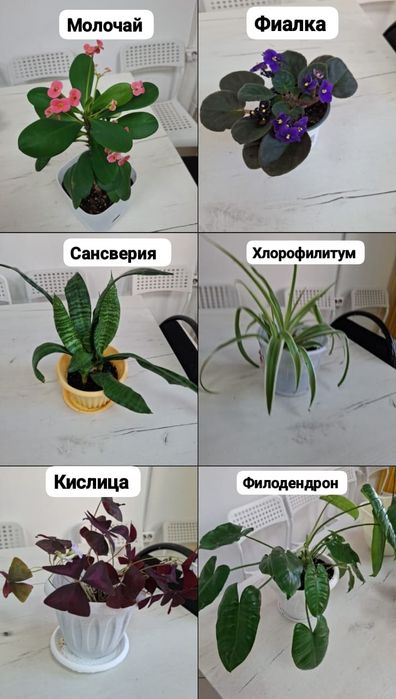 Комнатные  цветы