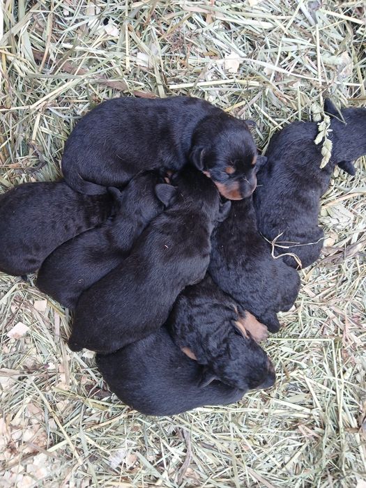 Продам щенков Ягдтерьера