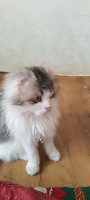 Шотландский вислоухий