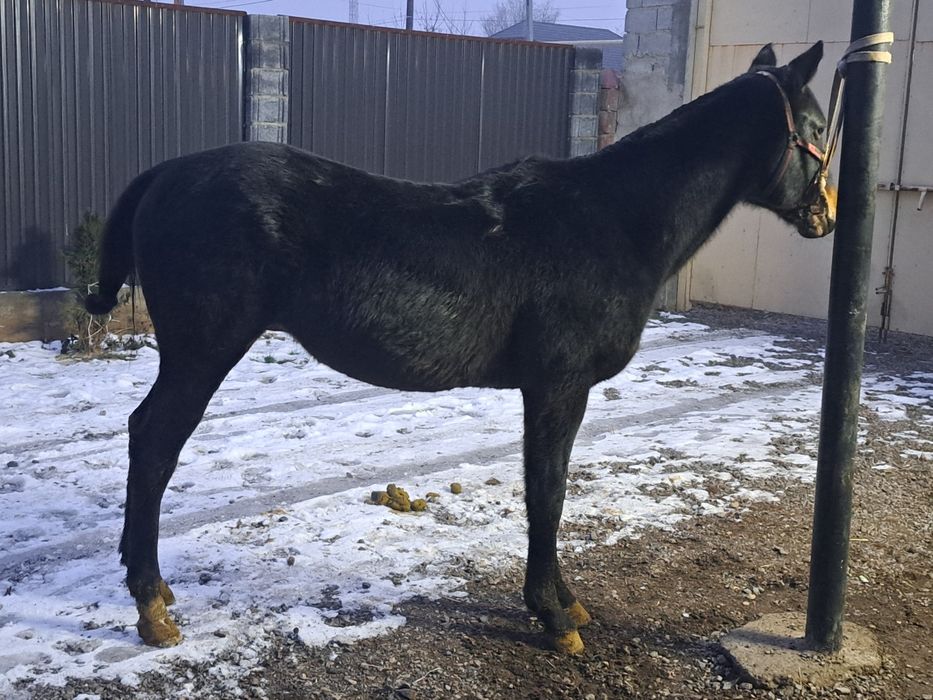 Продам  Айгыр Лошадь жеребец Тай Жабагы