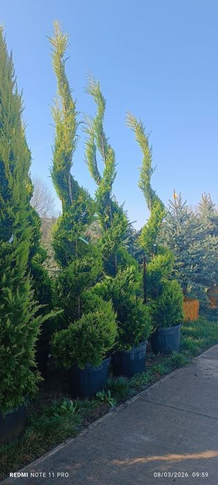 ARCHA GAZON URUG’ Landshaft  O’zbeksiton boyicha xizmatlar mavjud