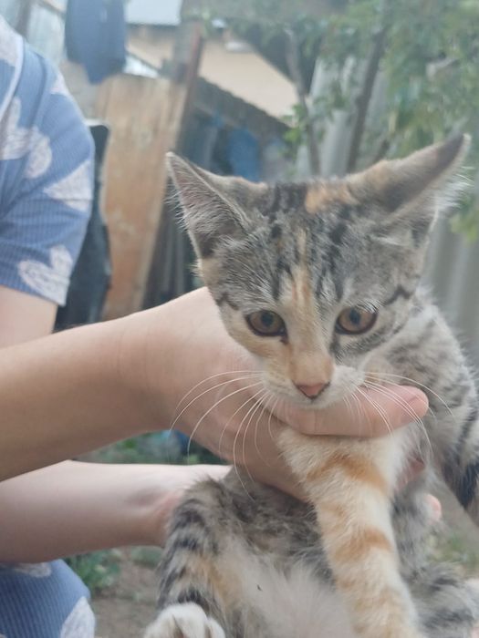 Котята,отдам даром