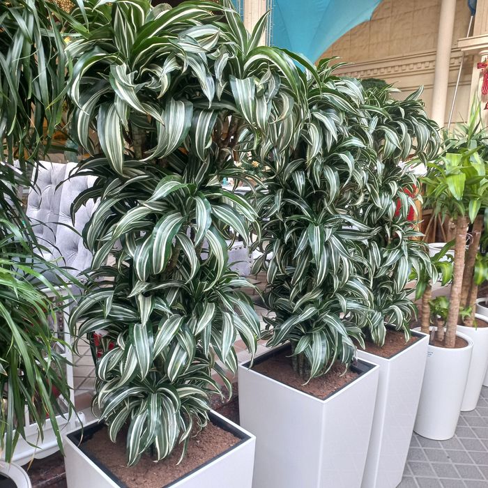 Оформление растениями и цветами. Цветы растения для офиса ресторанов