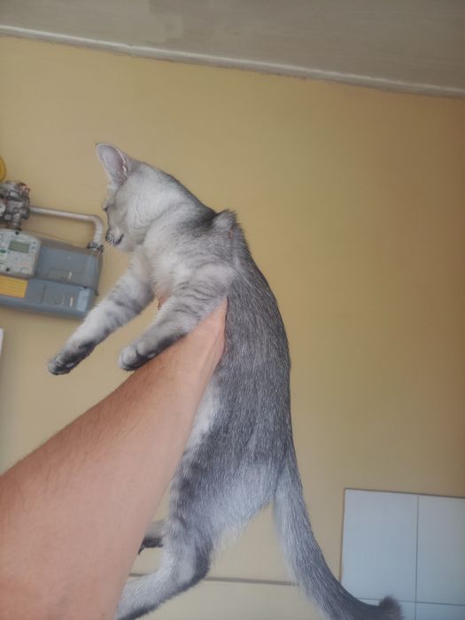 Mushuk sotiladi zotli