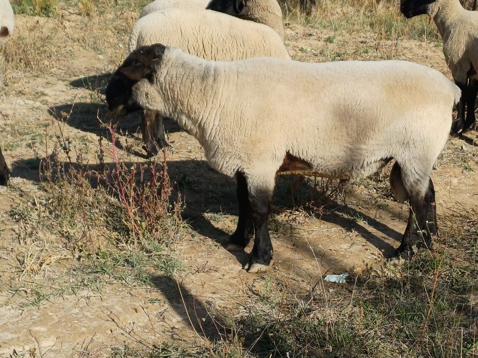 Berbec suffolk de vanzare
