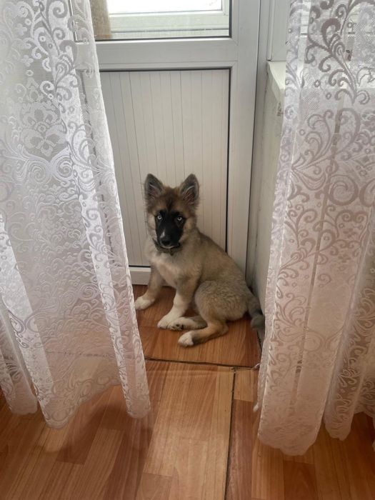 Отдам щенка  4 месяца в хорошие руки