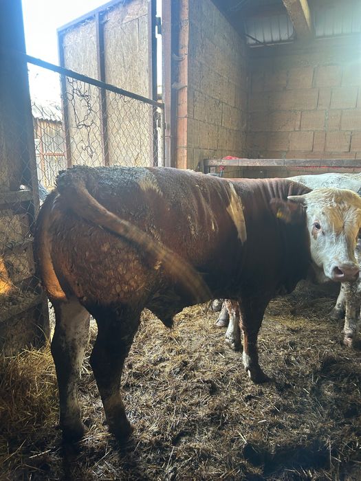 De vânzare 10 tauri, toți masculi  5 belgieni și 5 bălțați cu greutatea de la 300 kg în sus  Locație Danestii Chioarului Maramureș   0749764996