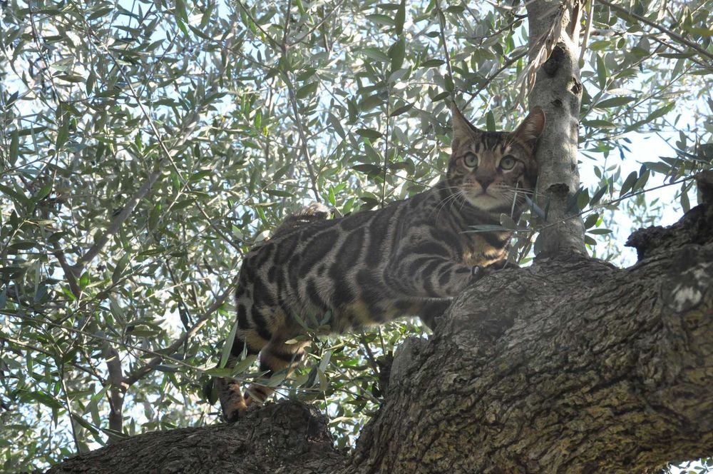 Бенгалски котарак