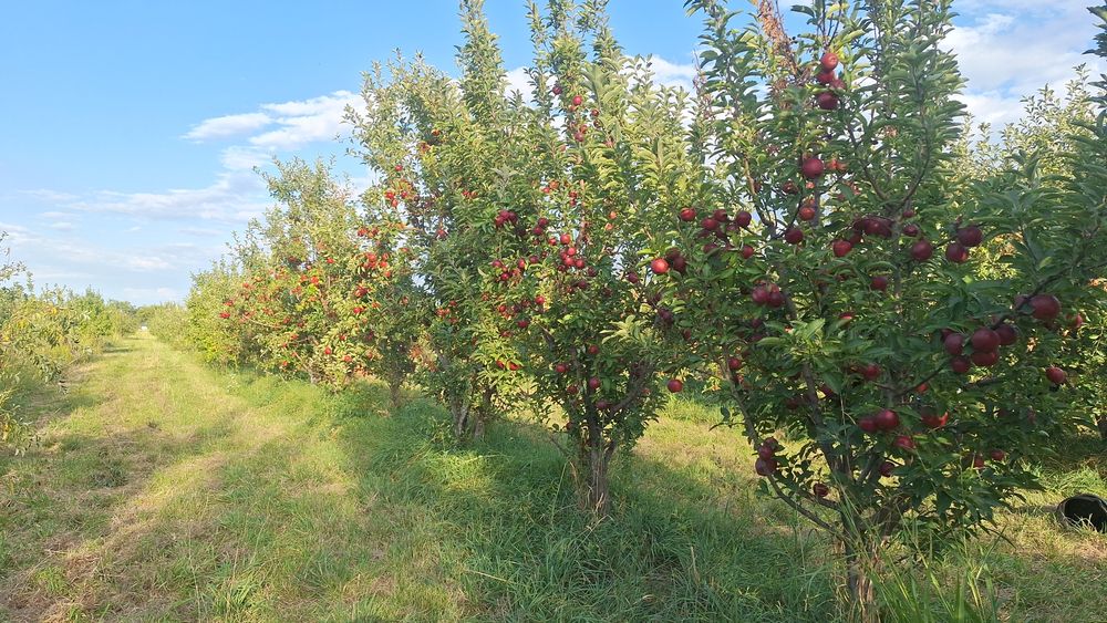 Продам ЯБЛОНЕВЫЙ САД ухоженный.