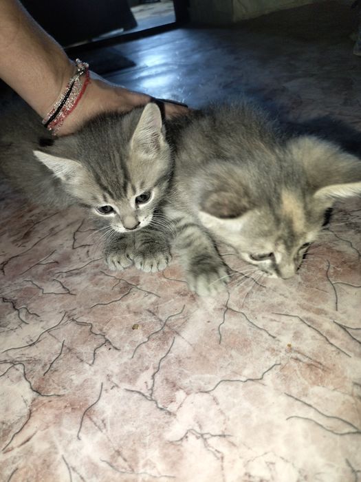 Отдам котенка в добрые руки