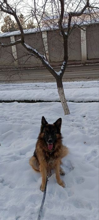 Немецкая овчарка, кобель, ищет себе невесту,крупный 6 лет,