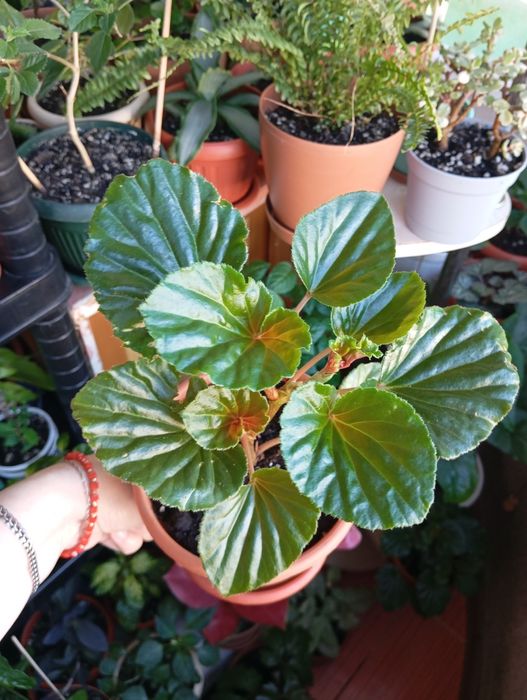 Продам цветы комнатные