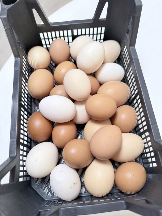 Продам домашние яйца