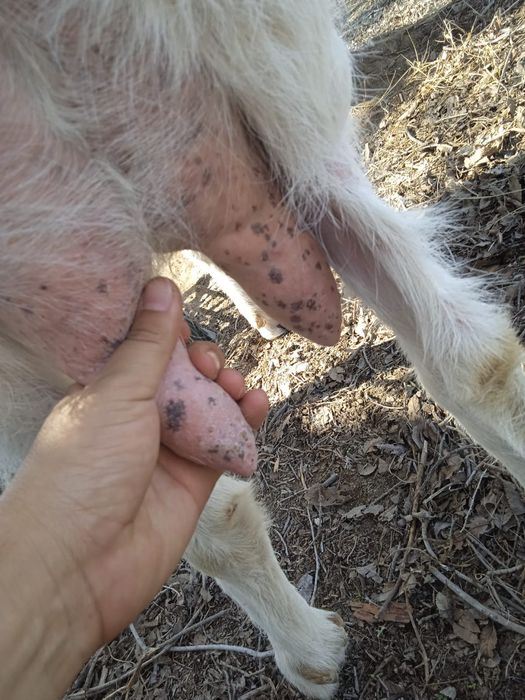 Козел занеан и козы сауынды