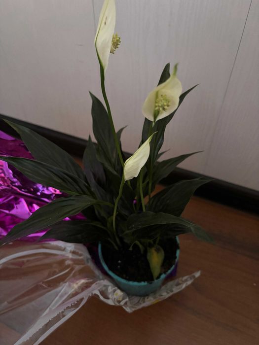 Женское счастье, спатифиллум