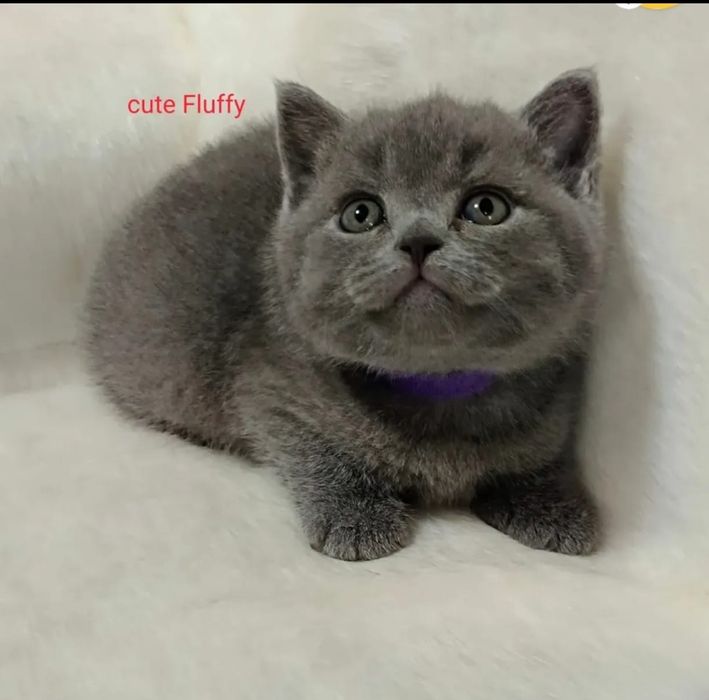 Продам Британских котят