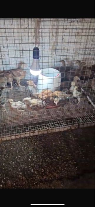 Кучин шөжектері бар