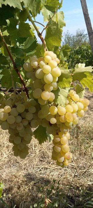 Butasi de vită de vie de anul 2 și de anul 3