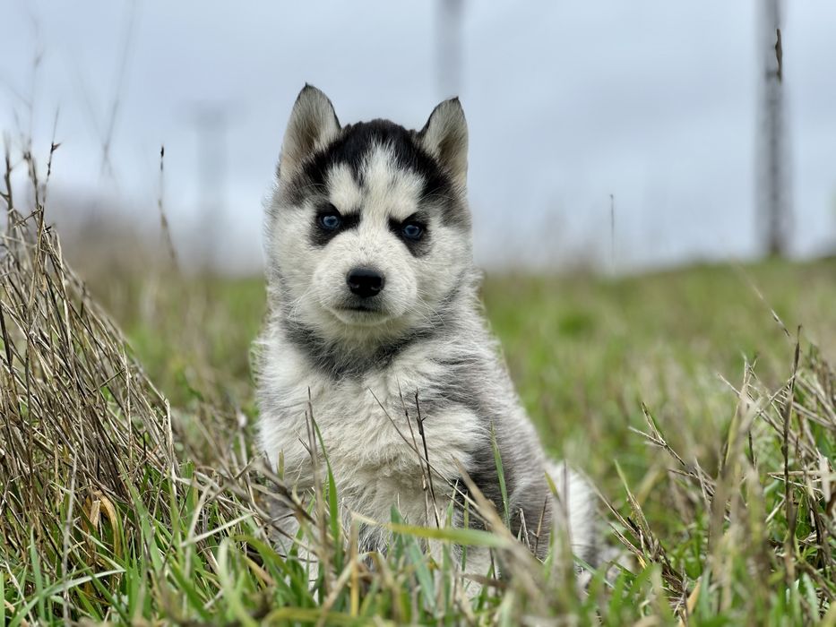 Mascul  Husky Siberian!