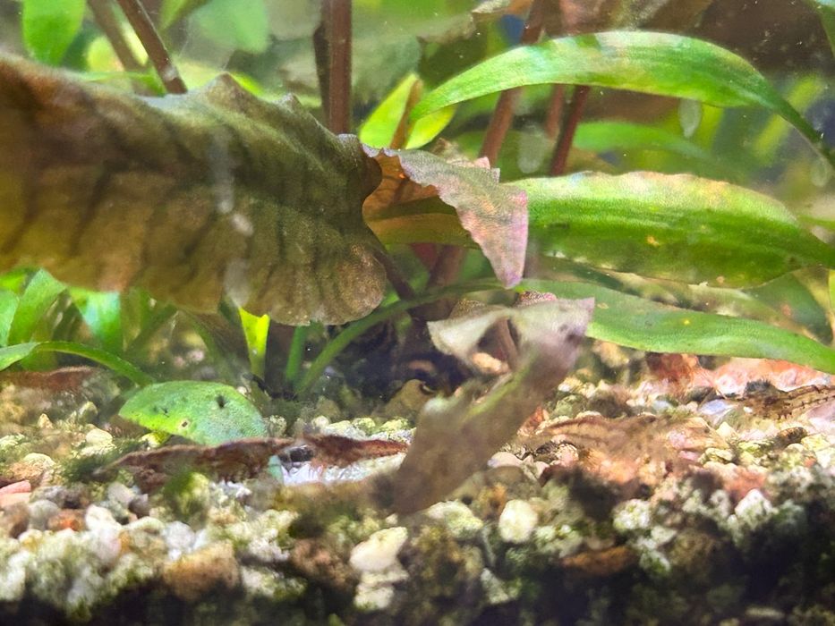 Креветки для аквариума