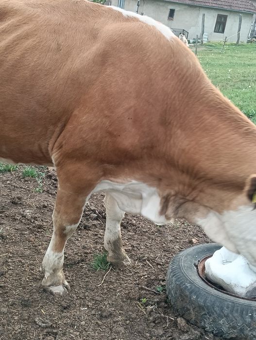 Vând 2 vaci,sunați la Nr de telefon 0783233404 pentru mai multe detali.