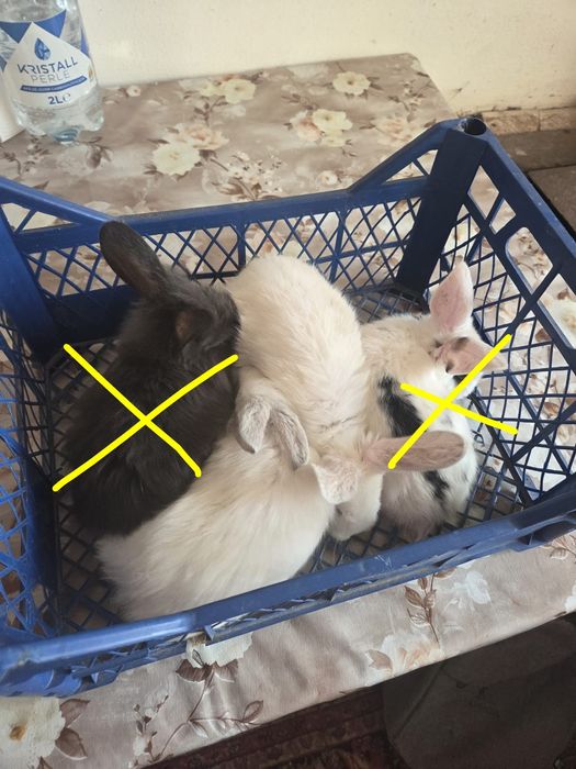 2 iepurași de vâzare la 2 luni