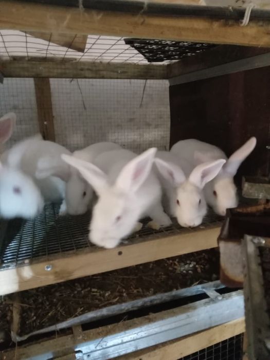 Продам кроликов. Белый Паннон