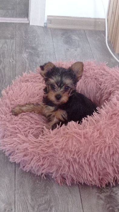 Продам щенков йорка с прививками