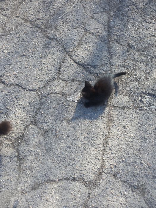 Шустрые котята, мальчики