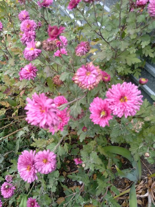 Сексуалды өзбек іздеу мәтіні сексуалды өзбек