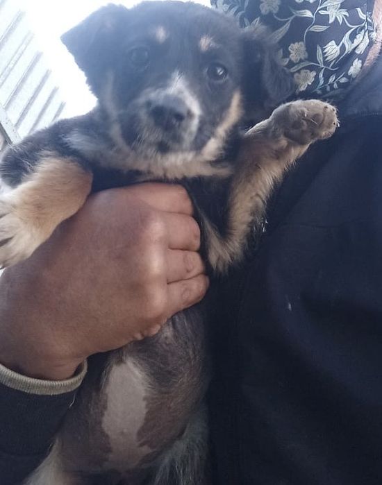 Подарю щенят девочек , привитые, 4 месяца