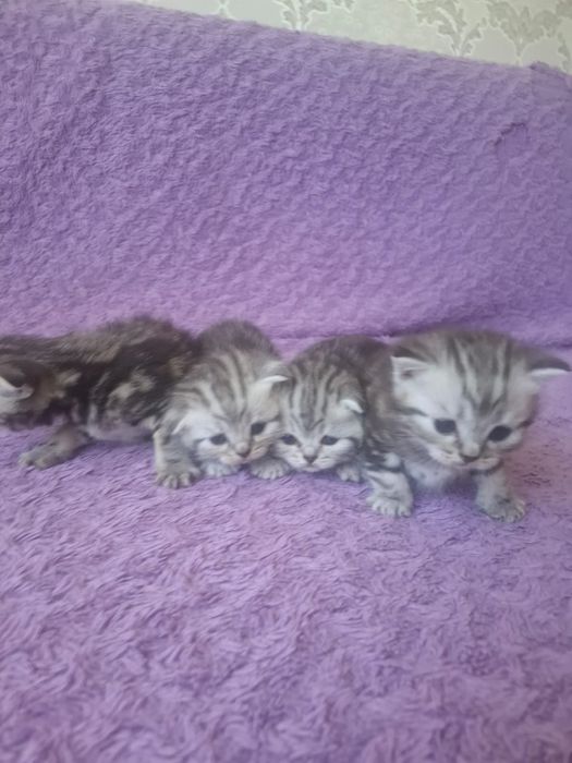 Продам котят шотландских