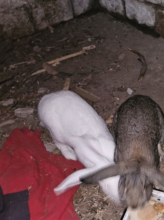 Vând 2 iepuri mascul si femelă