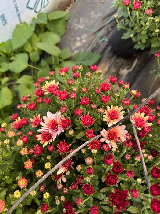 Crizanteme la ghiveci!