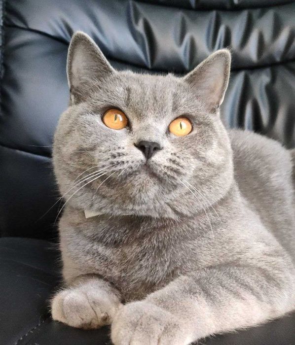 Красавец кот скотиш страйт на вязку