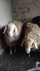 Продам баранов недорого