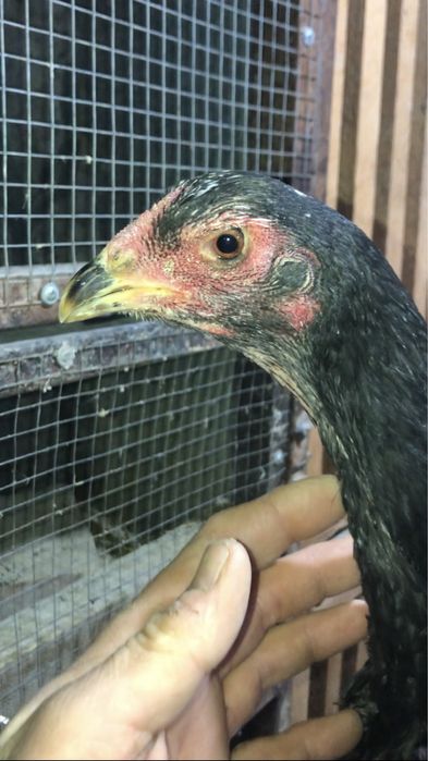 Япон шамо мокионлари сотилади