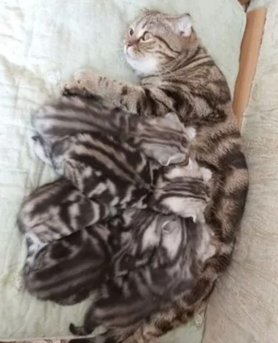 Вязка чистокровного кота