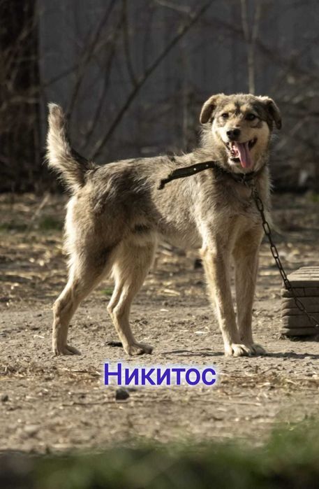 Дарю в добрые и ответственные руки