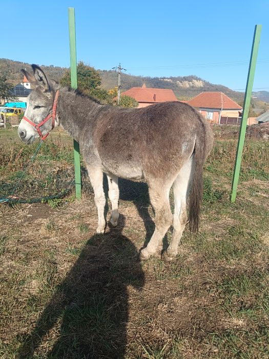 Vând măgar învățat între oi cuminte