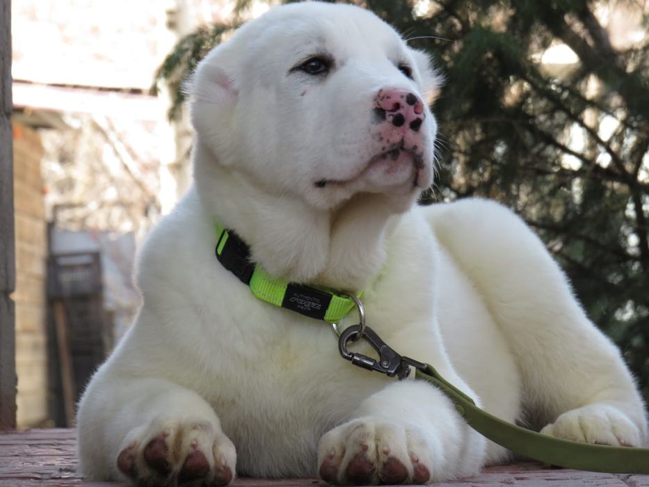 Крупные белоснежные щенки Алабая