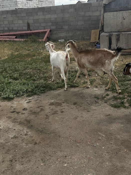 Продам коз дойных