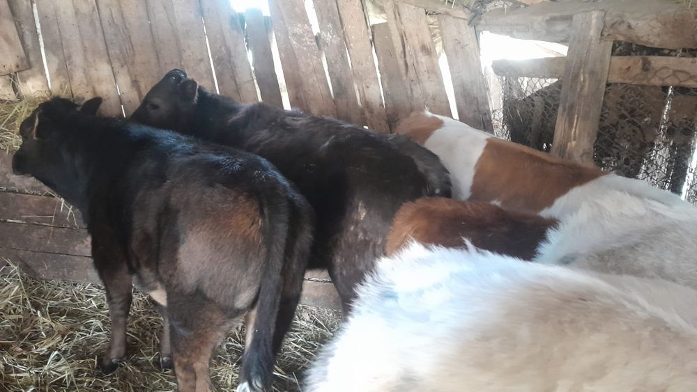 Vând 6 viței începând de la vârsta de 3 luni la 6 luni