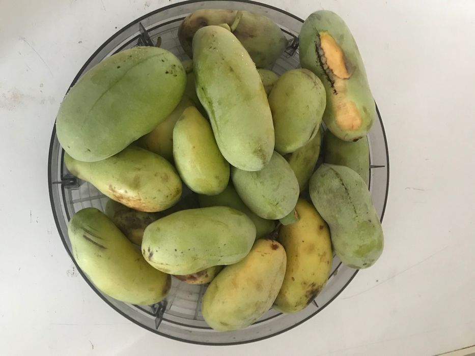 Индиански банан, Асимина трилоба, Asimina triloba,семена и растения